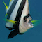 Dive Photo